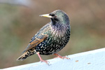 Starabøga / Sturnus vulgaris faroeensis ♀