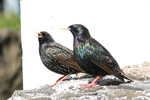 Stari / Sturnus vulgaris faroeensis ♀♂