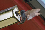 Sturnus vulgaris faroeensis