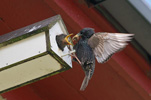 Sturnus vulgaris faroeensis