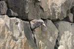 Sturnus vulgaris faroeensis