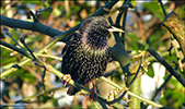 Stari / Sturnus vulgaris faroeensis 