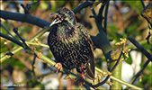 Stari / Sturnus vulgaris faroeensis 