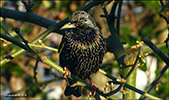 Stari / Sturnus vulgaris faroeensis 