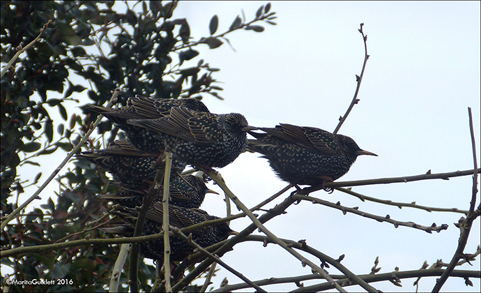 Stari / Sturnus vulgaris faroeensis 