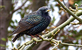 Stari / Sturnus vulgaris faroeensis 