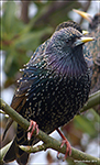 Stari / Sturnus vulgaris faroeensis 