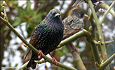 Stari / Sturnus vulgaris faroeensis 