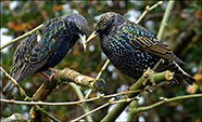 Sturnus vulgaris faroeensis