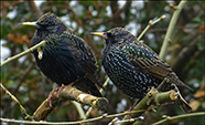 Sturnus vulgaris faroeensis