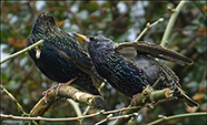 Sturnus vulgaris faroeensis