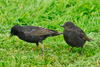 Stari / Sturnus vulgaris faroeensis