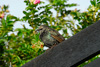 Stari í vetrarbúna / Sturnus vulgaris faroeensis