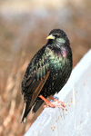 Stari / Sturnus vulgaris faroeensis ♂