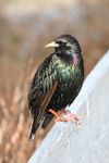 Stari / Sturnus vulgaris faroeensis ♂