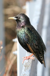 Stari / Sturnus vulgaris faroeensis ♂