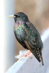 Stari / Sturnus vulgaris faroeensis ♂