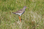 Stelkur / Tringa totanus robusta