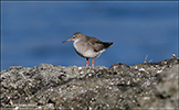 Stelkur / Tringa totanus robusta