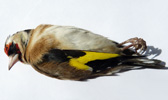 Goldfinch / Carduelis carduelis