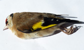 Stillits /  Carduelis carduelis