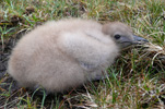 Storkjove / Stercorarius skua