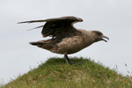 Skgvur / Stercorarius skua