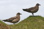 Skgvur / Stercorarius skua