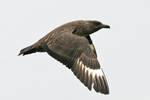 Skúgvur / Stercorarius skua