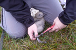 Skúgvur / Stercorarius skua