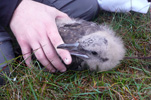 Storkjove / Stercorarius skua