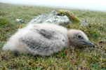 Storkjove / Stercorarius skua