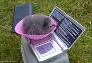 Storm petrel chick