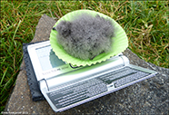 Storm petrel chick