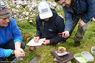 Storm petrel chick