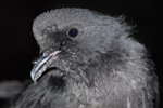 Storm Petrel / Hydrobates pelagicus