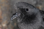 Storm Petrel / Hydrobates pelagicus