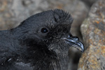 Storm Petrel / Hydrobates pelagicus