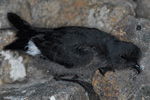 Storm Petrel / Hydrobates pelagicus