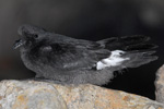 Storm Petrel / Hydrobates pelagicus