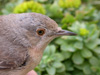 Subalpine warbler / Sylvia cantillans.