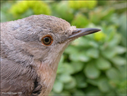 Subalpine warbler / Sylvia cantillans