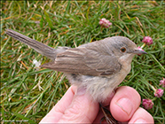 Subalpine warbler / Sylvia cantillans