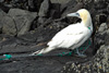 Gannet wrapped in net