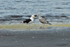 Svartbakur / Larus marinus