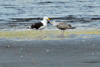 Svartbakur / Larus marinus