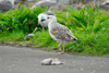 Bakskuri / Larus marinus