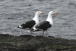 Svartbakur / Larus marinus