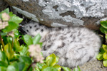 Svartbakur / Larus marinus