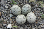 Svarthlsureiur / The nest of the Ringed Plover